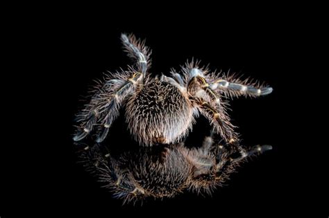 Premium Photo Grammostola Pulchripes Tarantula Chaco Golden Knee