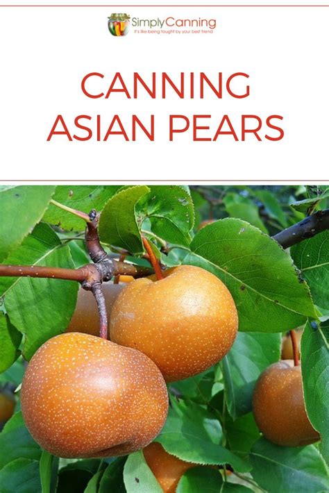 Canning Asian Pears Recipe Pear Recipes Asian Pear Recipes Asian Pear Jam Recipe