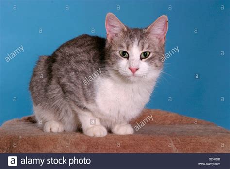 Anatolian Cat High Resolution Stock Photography and Images - Alamy