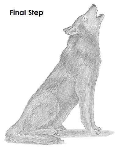 How to Draw a Wolf (Howling)