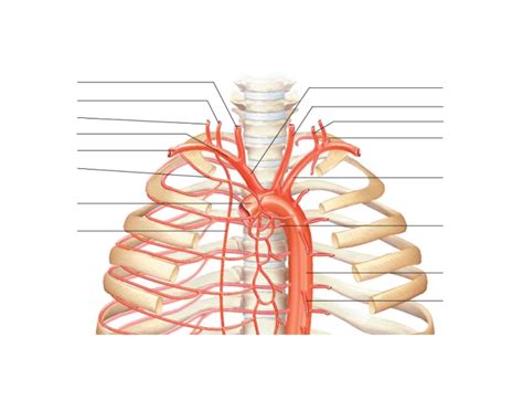 AORTIC ARCH AND MAJOR BRANCHES Quiz