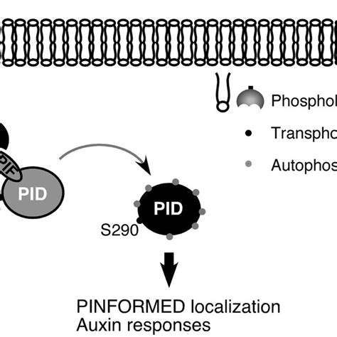 Pdf Phosphorylation And Activation Of Pinoid By The Phospholipid