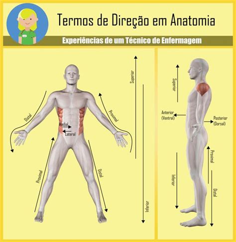 Anatomia Em 2020 Enfermagem Tecnico Em Enfermagem Enfermagem