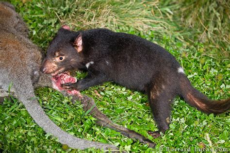 Tasmanian Devil Feeding - Burrard-Lucas Photography