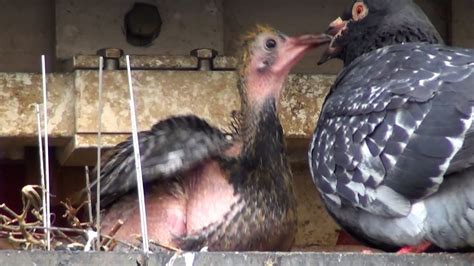 Feral Pigeon Feeding Baby Hoxton London February Youtube