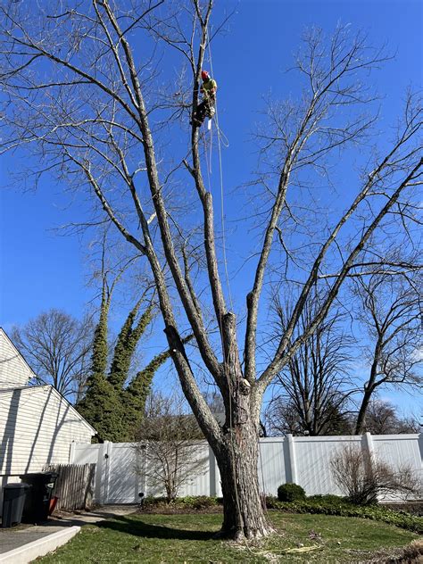 Our Gallery North Jersey Tree Specialists