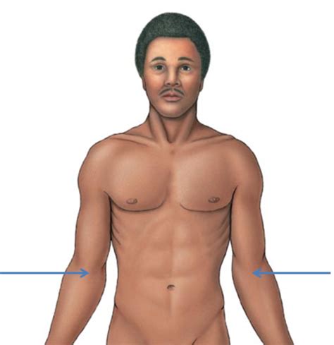 Anatomical Landmarks Anterior View Flashcards Quizlet