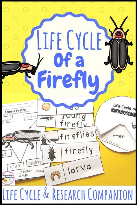 Firefly Life Cycle and Research Companion