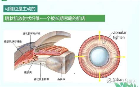 真性近视应该如何恢复（附上教程） 知乎