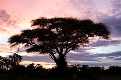 Acacia Color