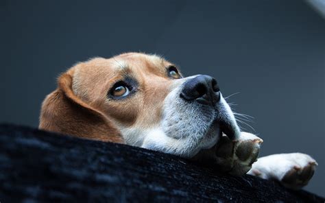 Dog - Dogs Photo (39323649) - Fanpop