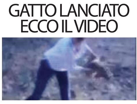 Gatto Lanciato Ecco Il Video Senza Colonne News Quotidiano Di Brindisi