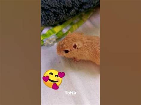 Tofik - YouTube