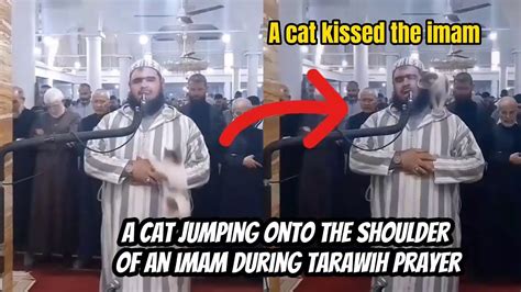 Adorable Moment A Cat Jumping Onto The Shoulder Of An Imam During Tarawih Prayer 😸 Youtube