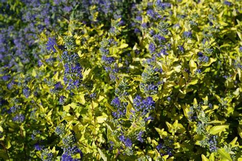 Gold Crest Bluebeard Spiraea Caryopteris Purple Flowers Or Flower