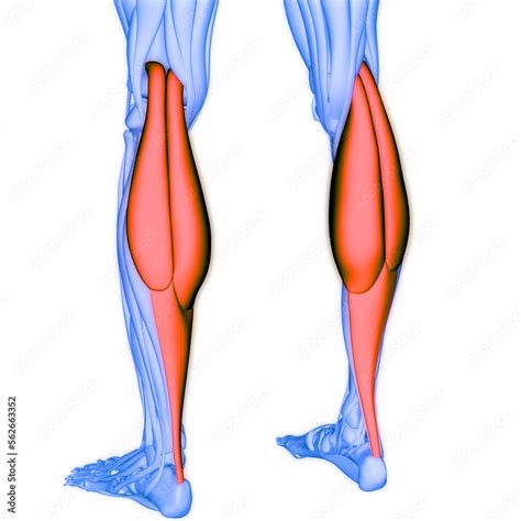 Human Muscular System Leg Muscles Gastrocnemius Muscles Anatomy Stock