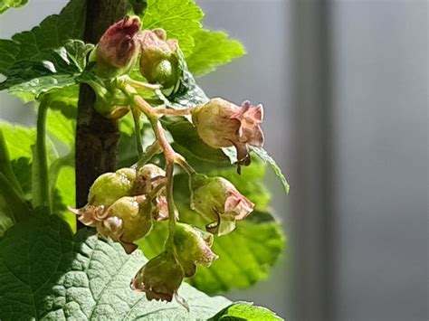 Rode Bes Planten En Je Eigen Aalbessen Oogsten