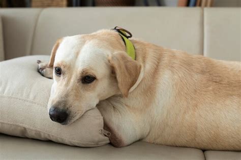 Premium Photo Cute Dog Relaxing At Home