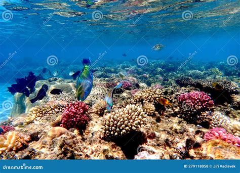 Arrecife De Coral Del Mar Rojo Foto De Archivo Imagen De Pescados