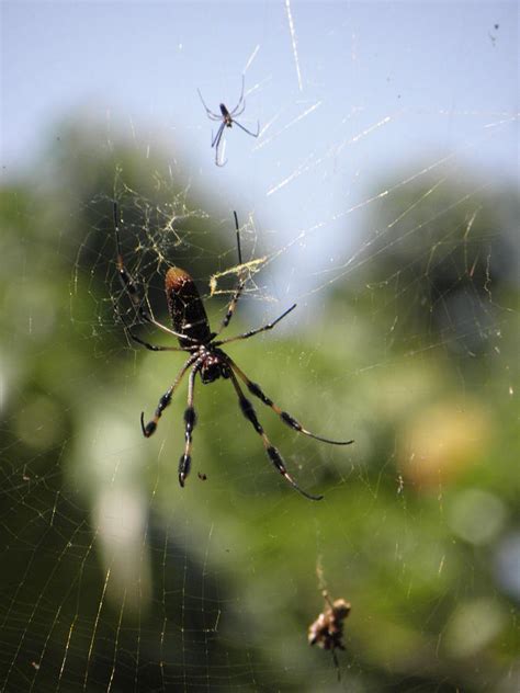 Giant Spider Drawing by Joe Welling IV - Fine Art America