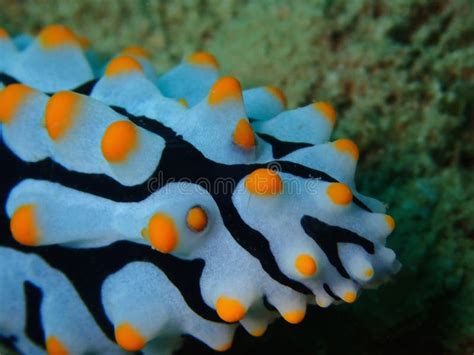 Los Coelestis De Phyllidia Del Nudibranch Durante Una Zambullida Del