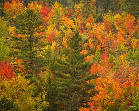 Fall Foliage Maine