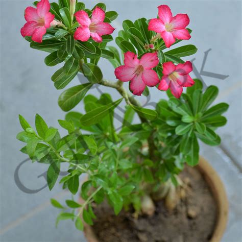 Adenium Flowers Shrubs Online Plant Nursery Gulab Pk