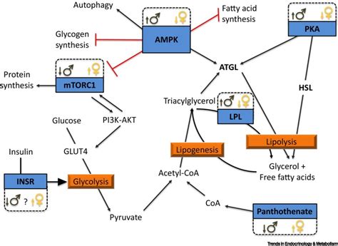 Energy As The Cornerstone Of Environmentally Driven Sex Allocation Trends In Endocrinology