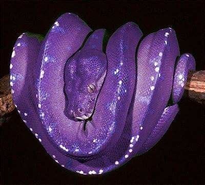 Purple Snake Wrapped Around Tree Branch