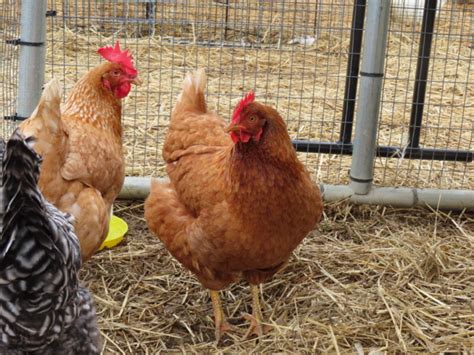 The Ultimate Guide To Sex Link Chickens For Backyard Chicken Keepers Backyard Barnyard