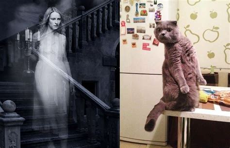 5 Signs That Your Cat Can See Ghosts Can Cats See Ghosts Cats Crazy