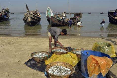 Asia Album Fish Landing In Bangladesh S Cox S Bazar Xinhua