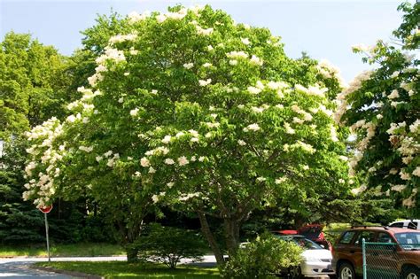 Japanese tree lilac ideal for urban conditions - Landscape Ontario