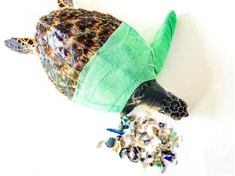 Sea Turtles And Plastic Marine Savers