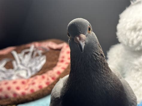Where are pigeons native to? - PIGEONHOW.COM
