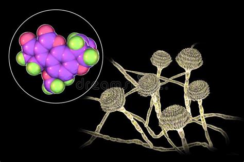 Aflatoxin B1 Molecule A Toxin Produced By Fungi Aspergillus Stock