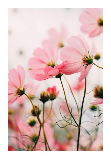 Poster Roze Bloemen Dunnebier Home