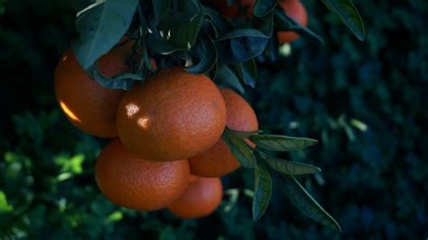 Orange, Fruits, Field. Free Stock Video - Pixabay