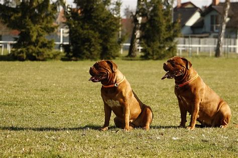 Claret Mastiff Dog - Free photo on Pixabay - Pixabay