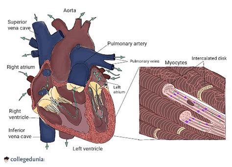 Cardiac Muscle Cardiac Cycle Function Structure