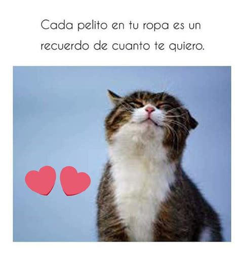 Descubrir 55 Imagen Gatitos Frases De Amor Viaterramx