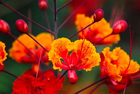 Caesalpinia Flowers Buds Free Photo On Pixabay Pixabay