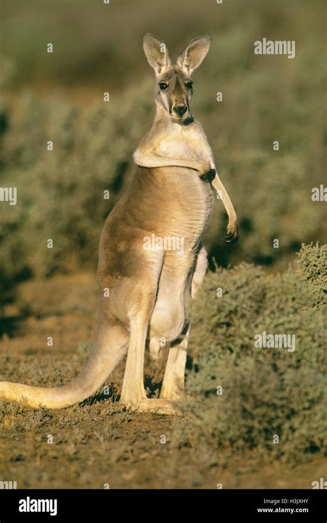 Red Kangaroo Macropus Rufus Stock Photo Alamy