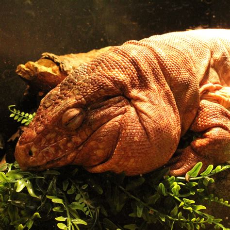 Reptifiles Tegu At Chelsea Sommerlad Blog