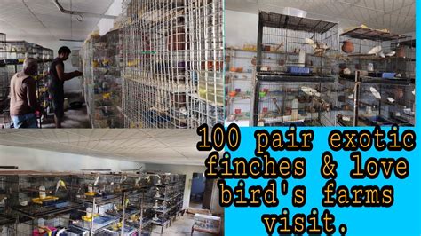 My Brother Farm Visit100 Pair Exotic Finches And Love Birds Farms Visit