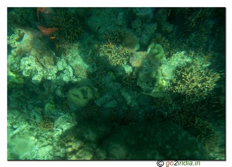 Under Water Coral View Through Glass Boat In Jolly Buoy