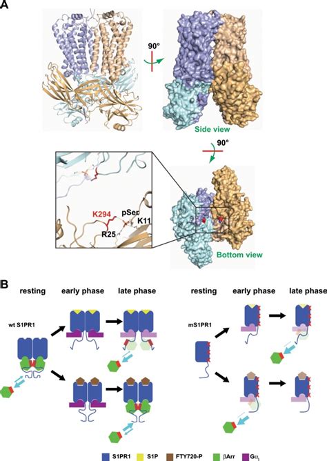 Ms1pr1 Egfp Thermo Fisher Bioz