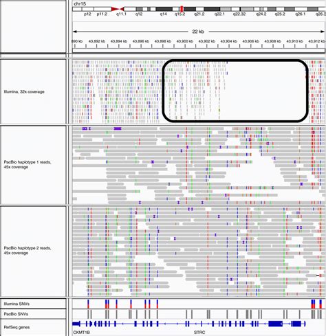 Accurate Variant Calling Using SMS Reads And Longshot In The Duplicated