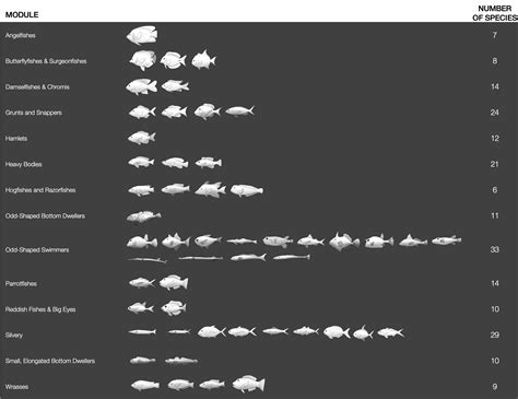 CARIBBEAN FISH IDENTIFICATION - Area9 Lyceum