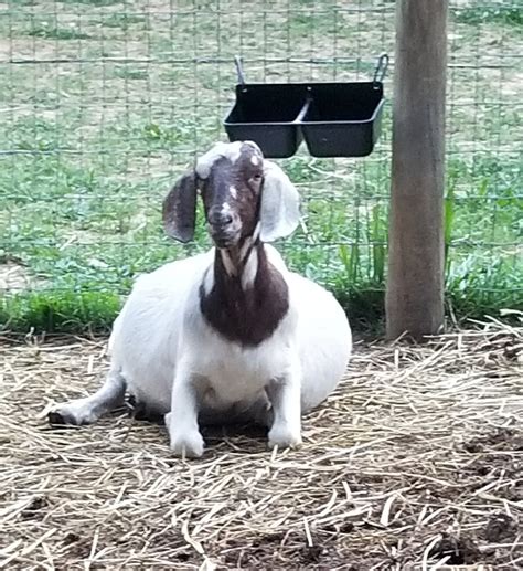 Shocking Goat Fact: The Pregnancy Milk Connection